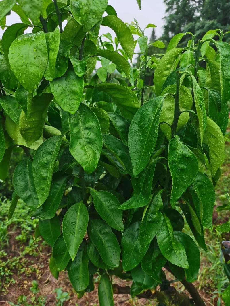 华美7号枝条柑橘新品种