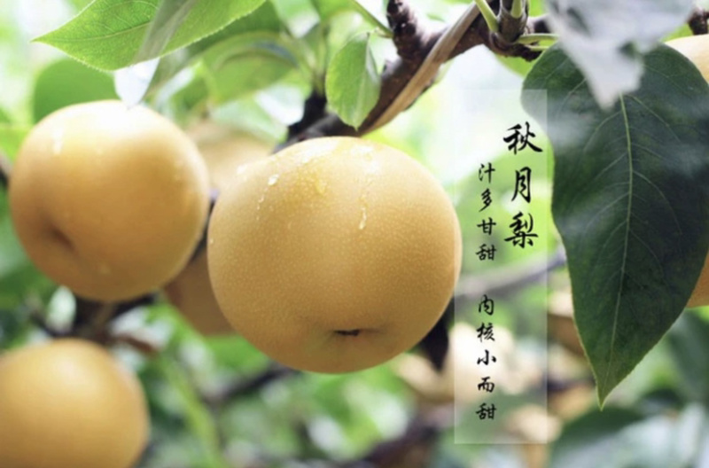 秋月梨嫁接梨树苗保证成活率当年结果基地直销