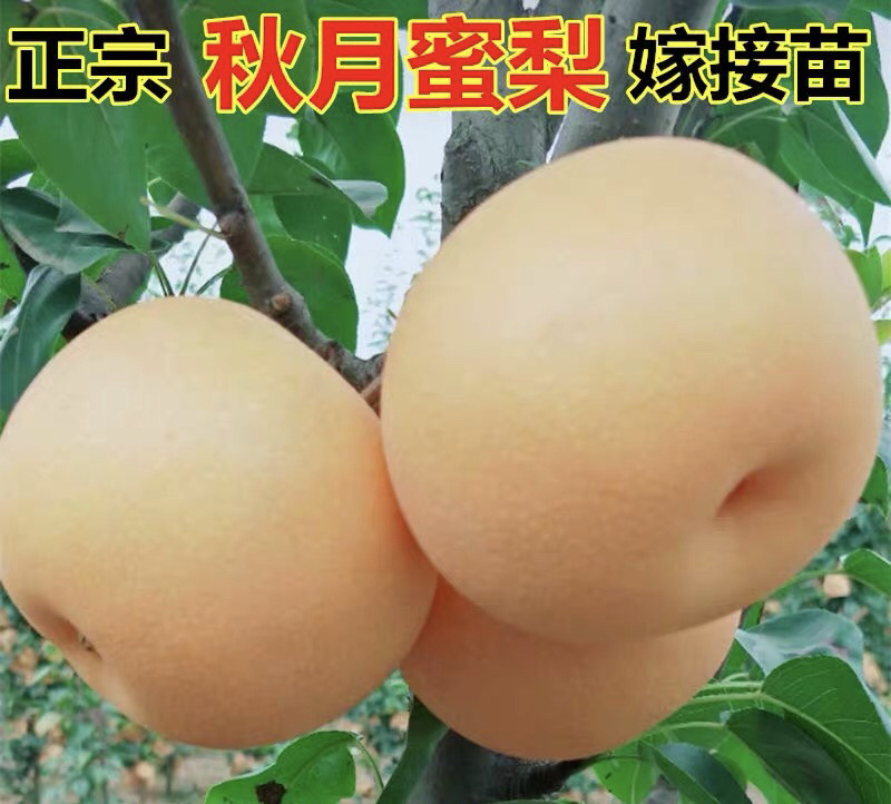 秋月梨嫁接梨树苗保证成活率当年结果基地直销