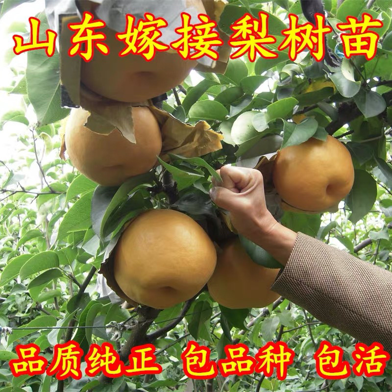秋月梨嫁接梨树苗保证成活率当年结果基地直销
