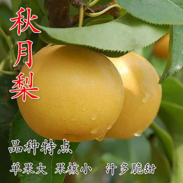 秋月梨嫁接梨树苗保证成活率当年结果基地直销