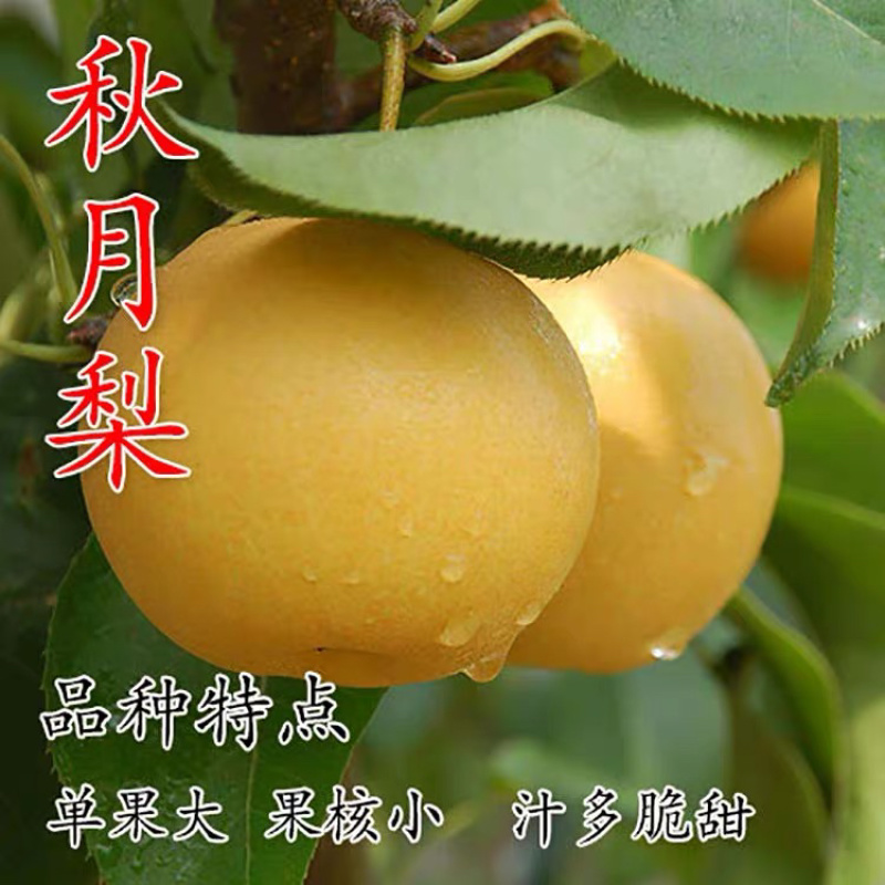 秋月梨嫁接梨树苗保证成活率当年结果基地直销