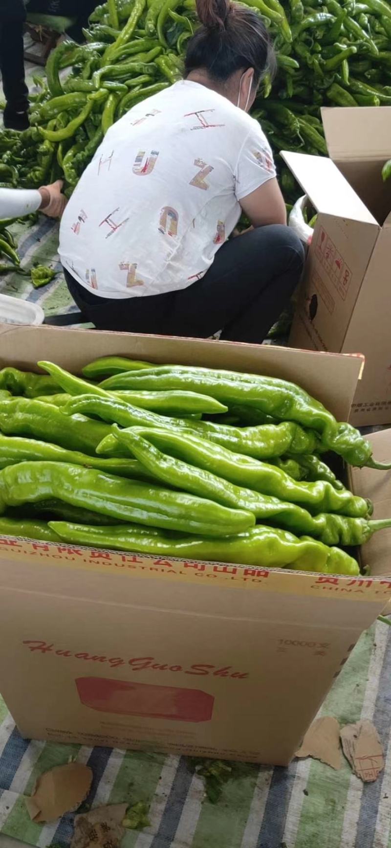 【价低】尖椒辽宁海城优质尖椒保质保量欢迎咨询，