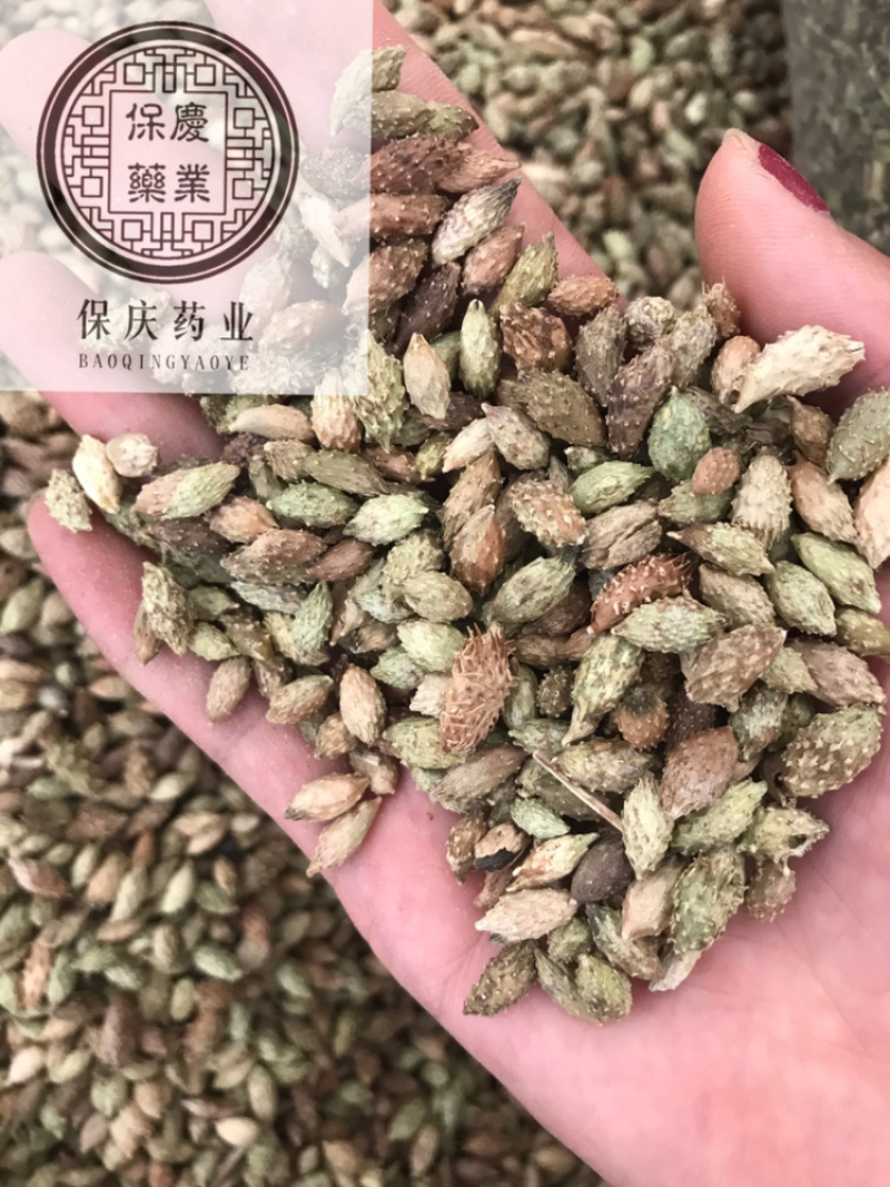 苍耳子保庆药业苍耳子实物拍摄