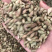苍耳子保庆药业苍耳子实物拍摄