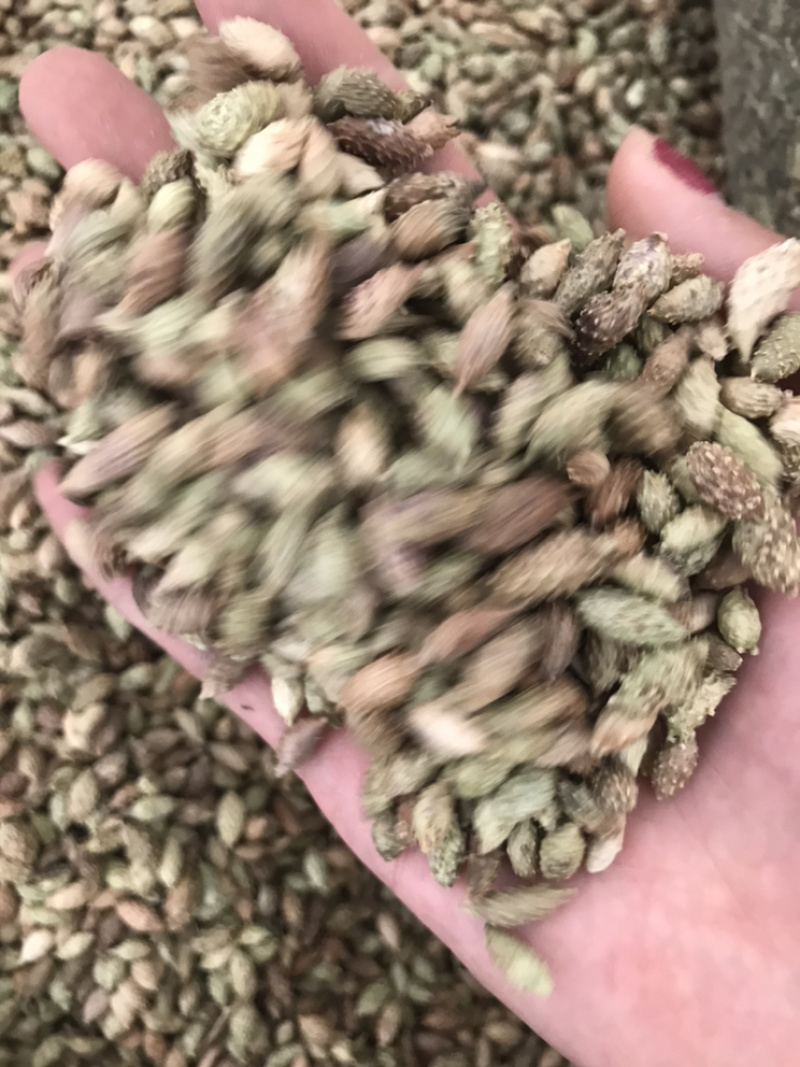 苍耳子保庆药业苍耳子实物拍摄