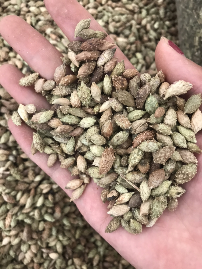 苍耳子保庆药业苍耳子实物拍摄