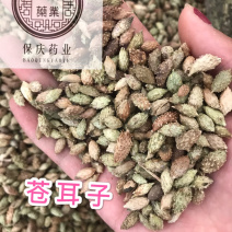 苍耳子保庆药业苍耳子实物拍摄