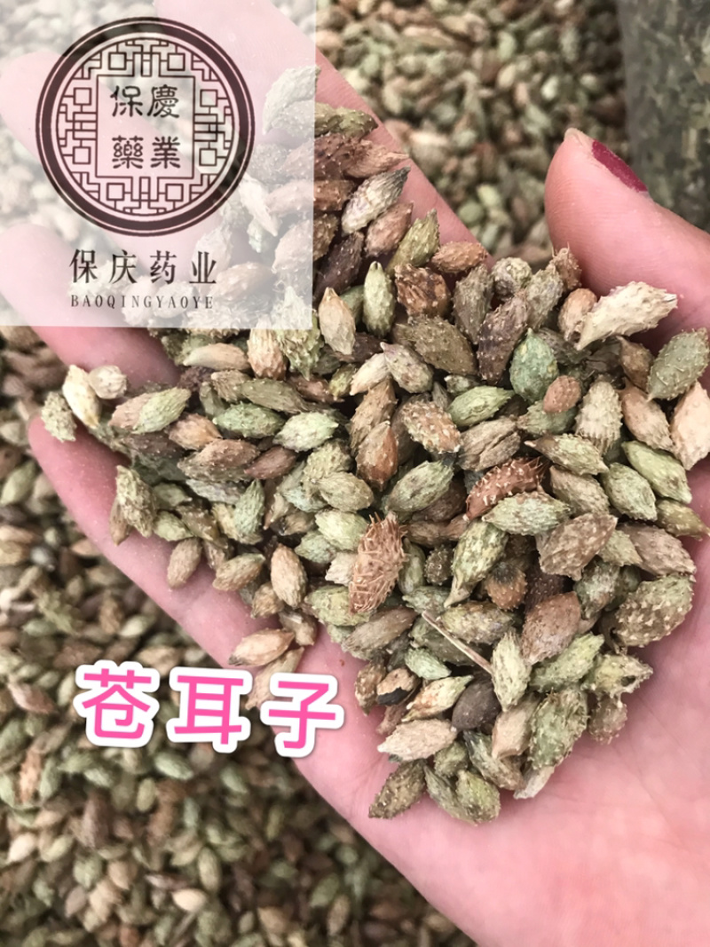 苍耳子保庆药业苍耳子实物拍摄