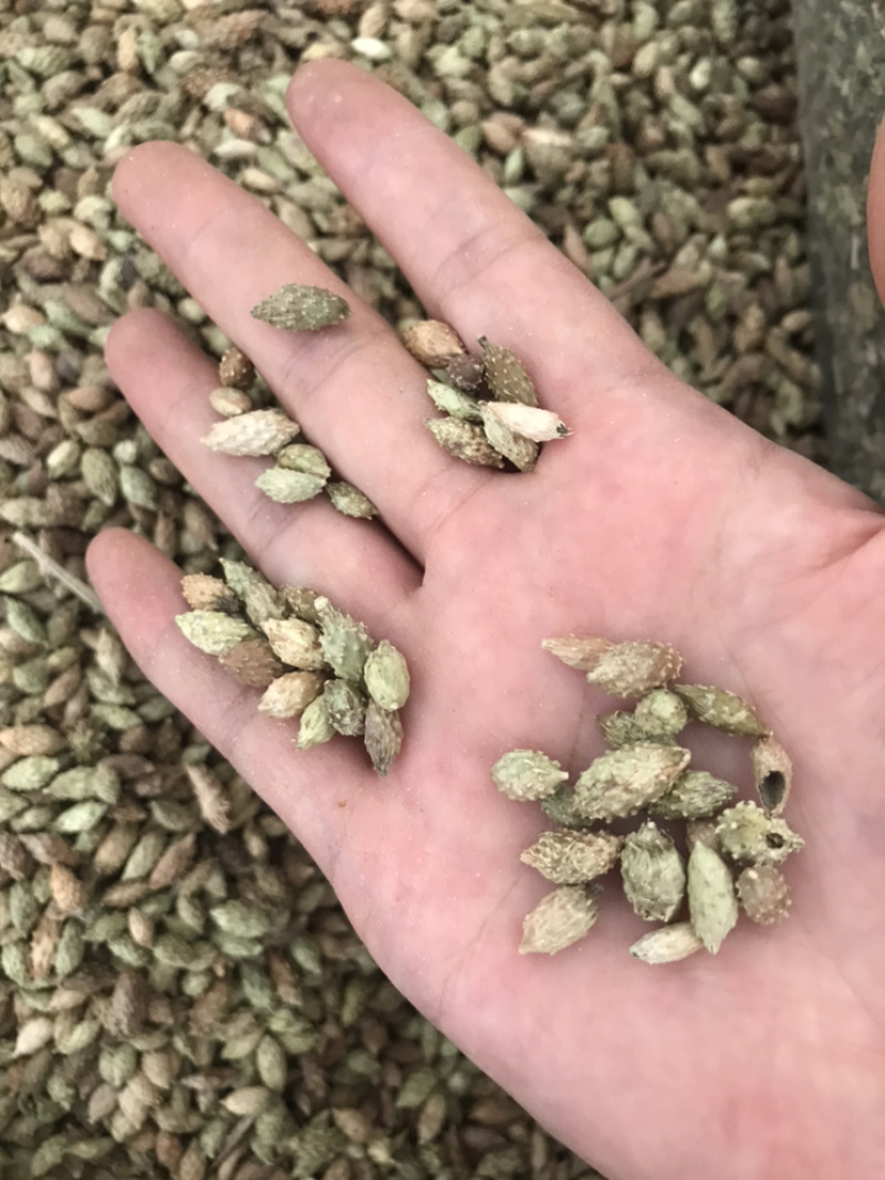 苍耳子保庆药业苍耳子实物拍摄