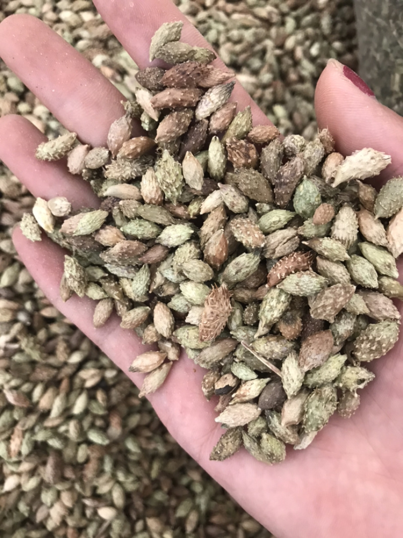 苍耳子保庆药业苍耳子实物拍摄