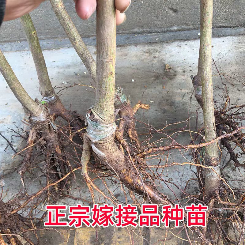 无核砂糖枇杷苗嫁接枇杷苗当年开花隔年挂果死苗免补