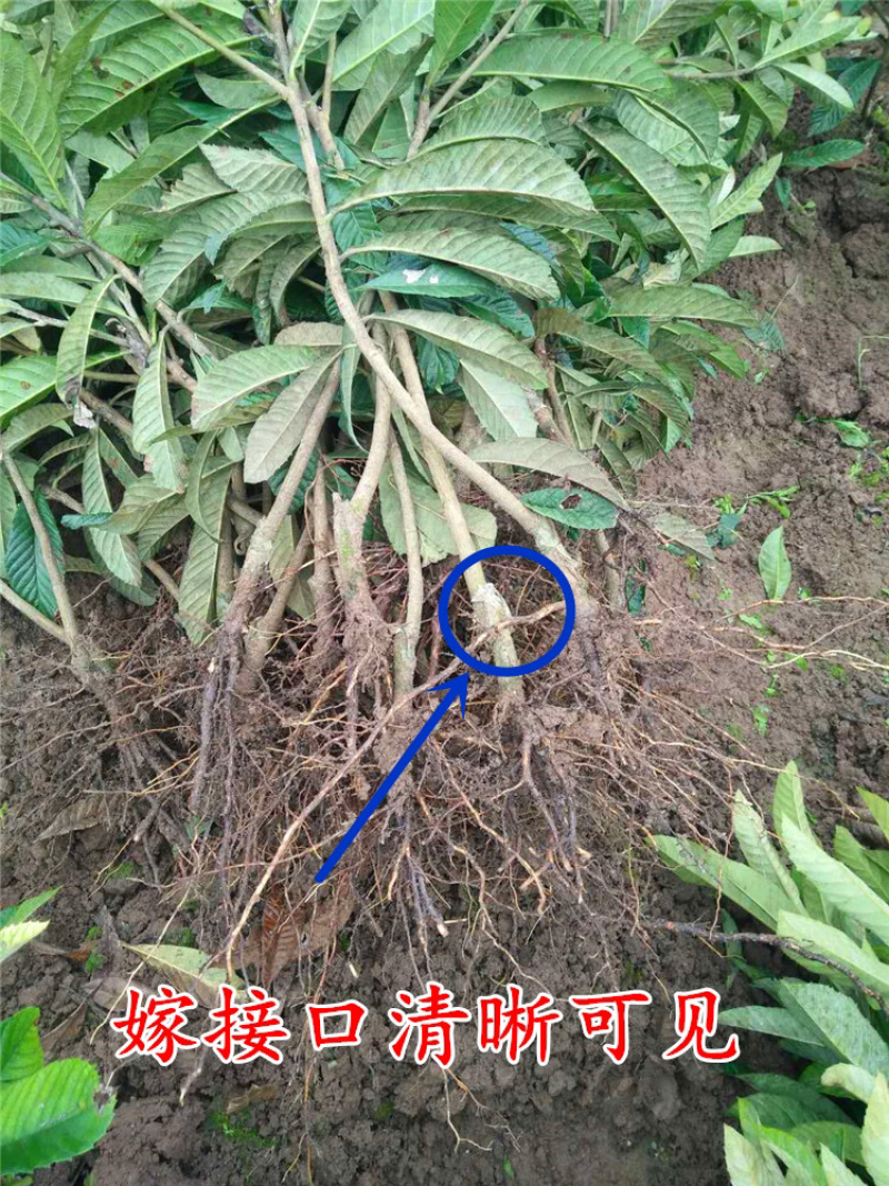 无核砂糖枇杷苗嫁接枇杷苗当年开花隔年挂果死苗免补