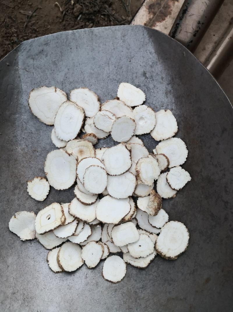 白芷，白芷片，无硫磺白芷片，专营亳州地产白芷，