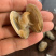 东港无沙减菌净化花蛤，专业贝类海水减菌净化设备净化