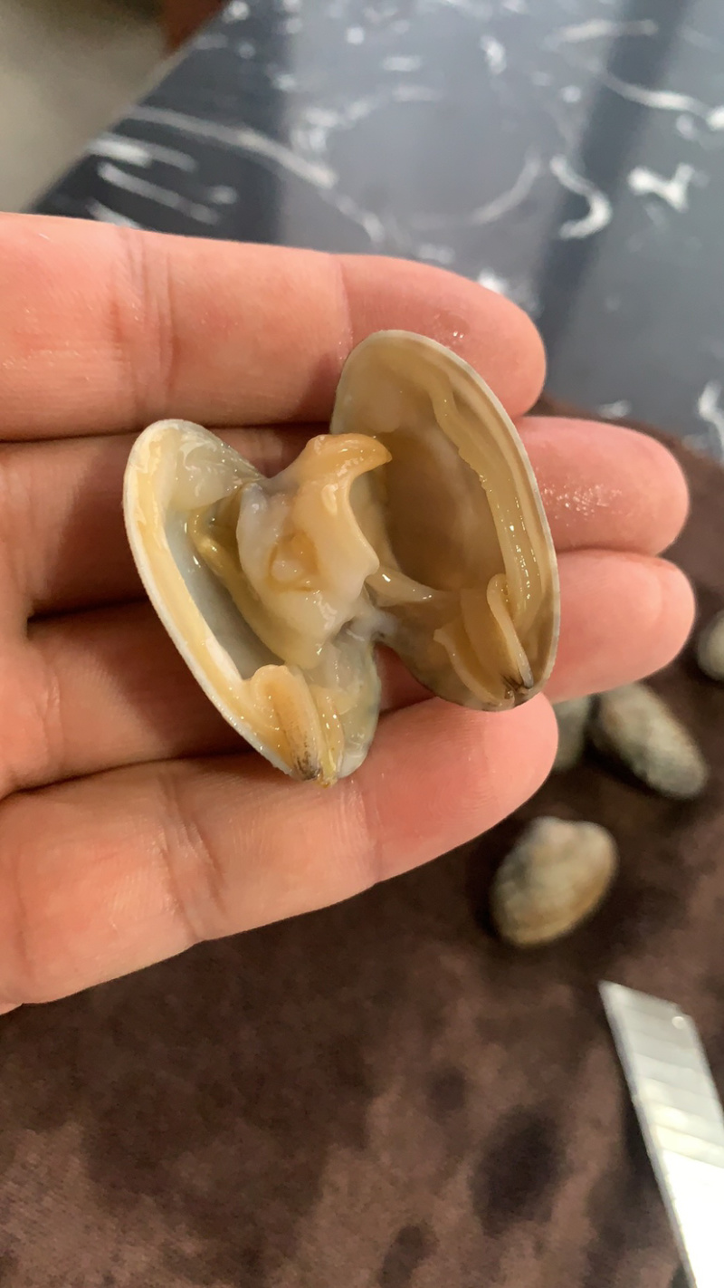 东港无沙减菌净化花蛤，专业贝类海水减菌净化设备净化