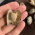 东港无沙减菌净化花蛤，专业贝类海水减菌净化设备净化