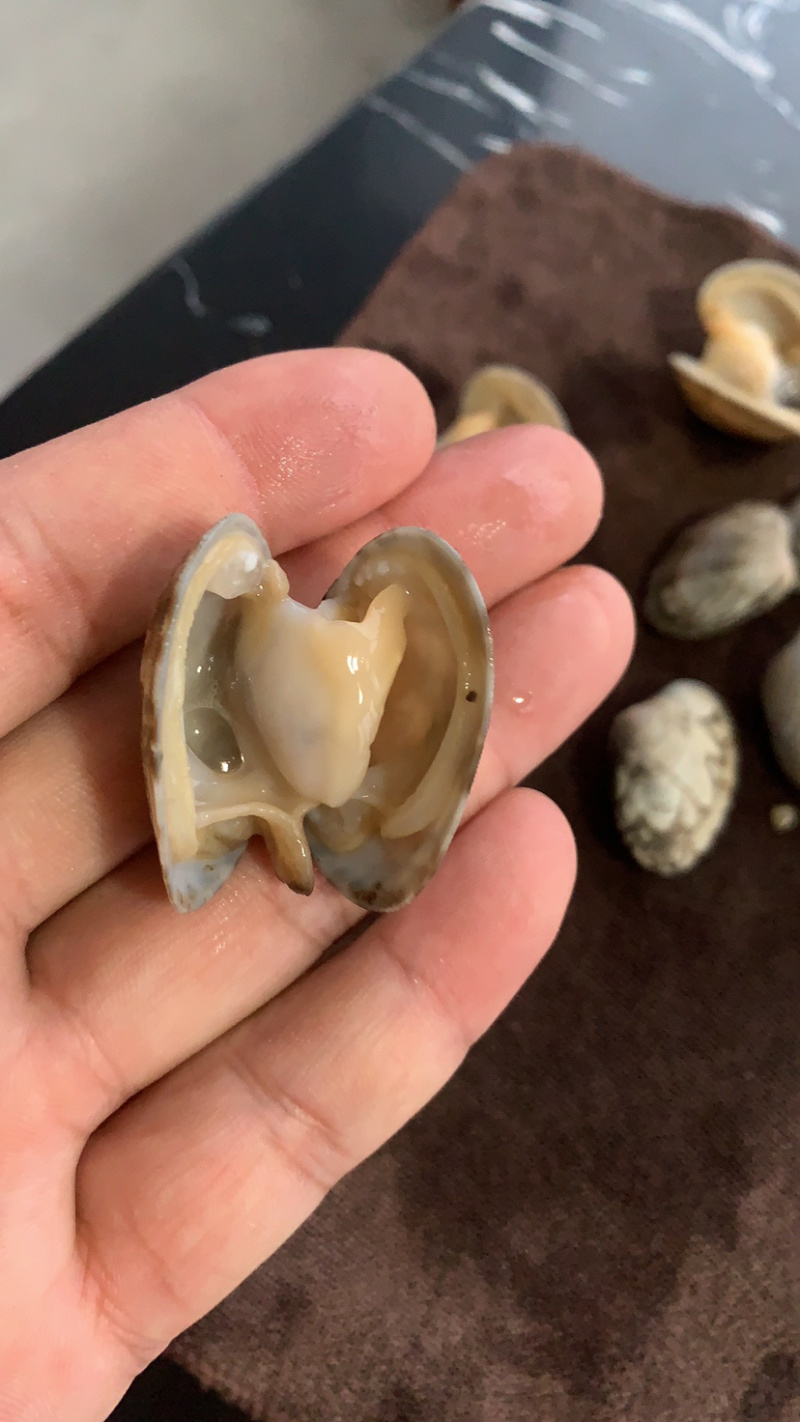 东港无沙减菌净化花蛤，专业贝类海水减菌净化设备净化