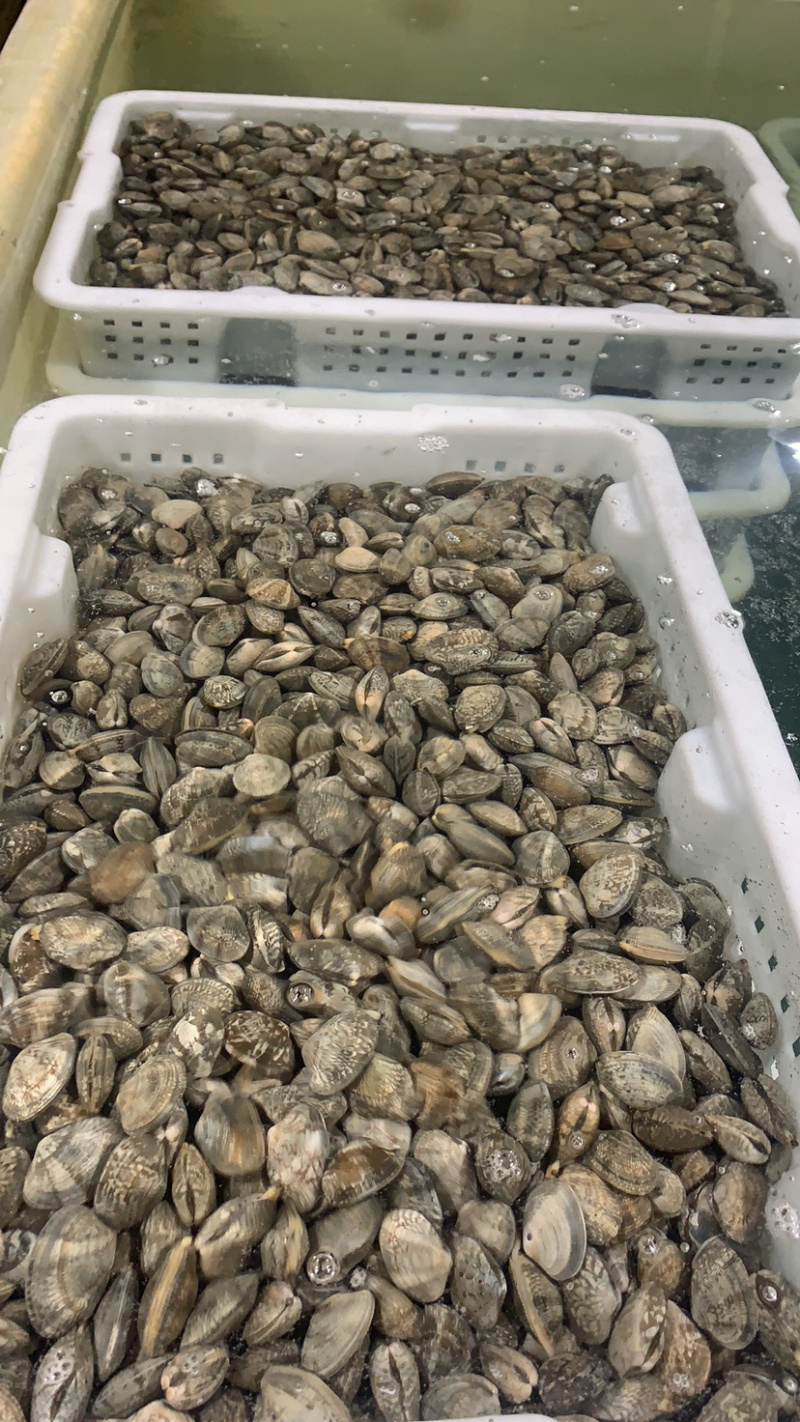 东港无沙减菌净化花蛤，专业贝类海水减菌净化设备净化