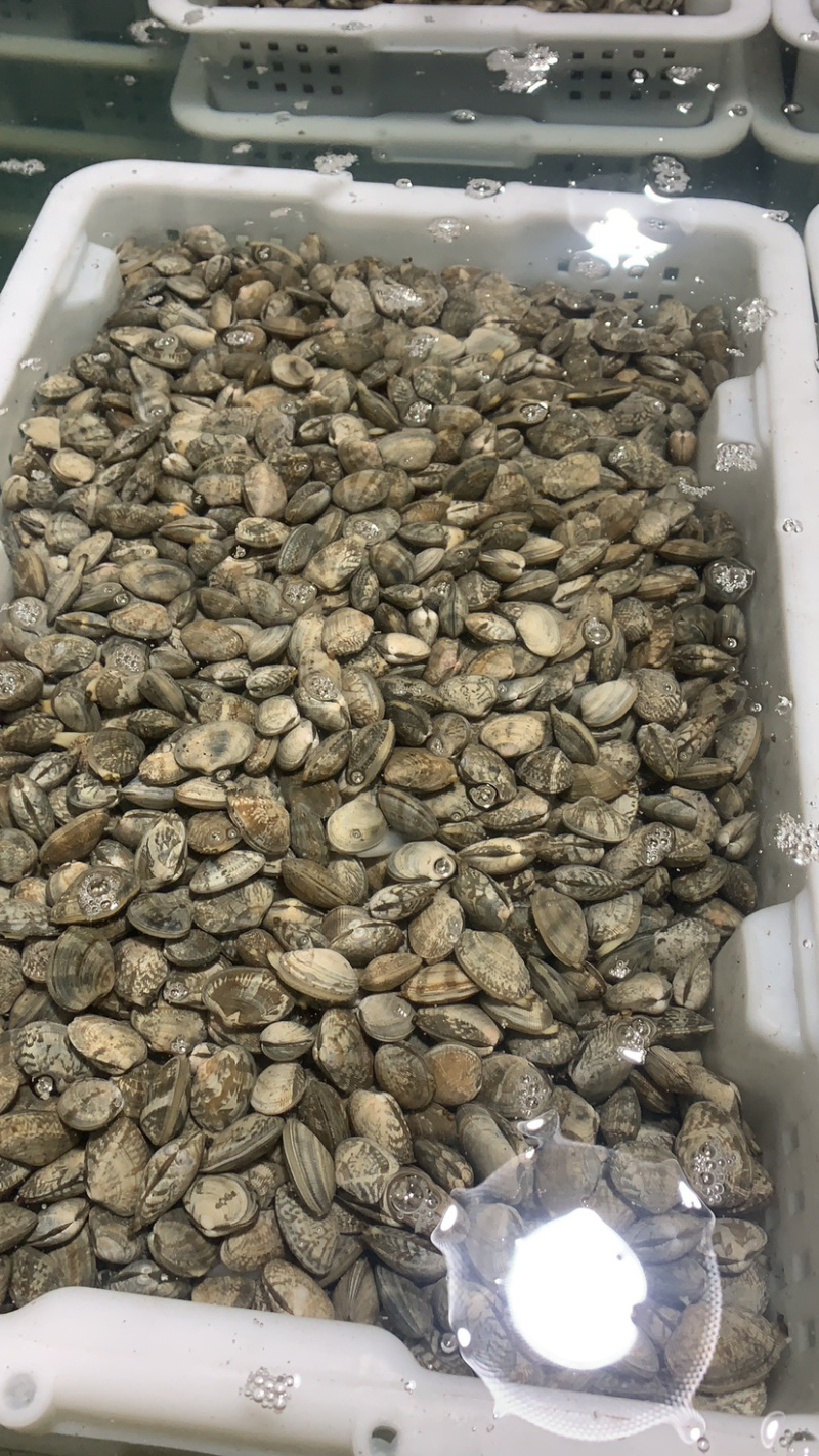 东港无沙减菌净化花蛤，专业贝类海水减菌净化设备净化