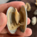 东港无沙减菌净化花蛤，专业贝类海水减菌净化设备净化