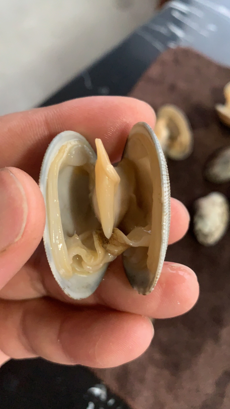 东港无沙减菌净化花蛤，专业贝类海水减菌净化设备净化