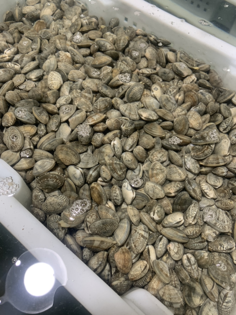 东港无沙减菌净化花蛤，专业贝类海水减菌净化设备净化