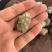 东港无沙减菌净化花蛤，专业贝类海水减菌净化设备净化
