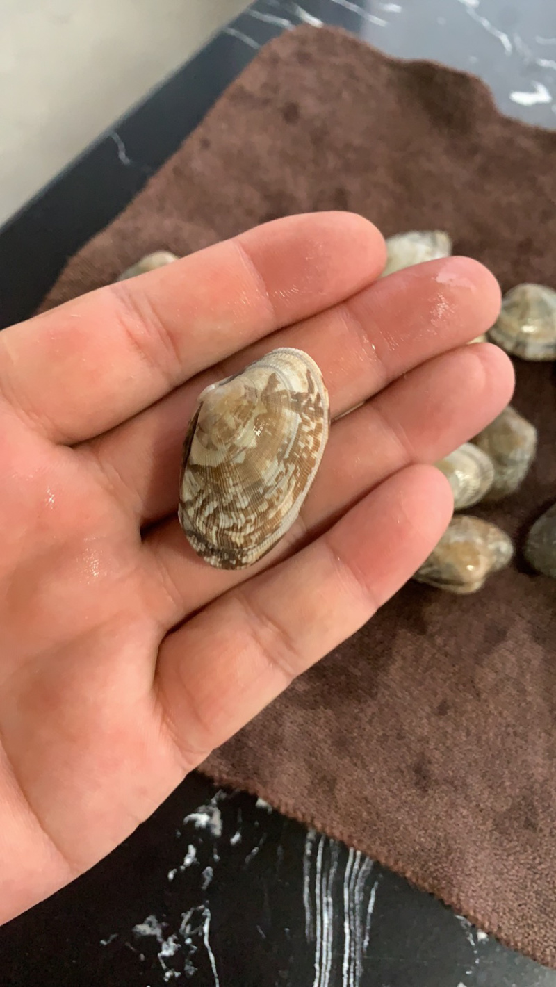 东港无沙减菌净化花蛤，专业贝类海水减菌净化设备净化