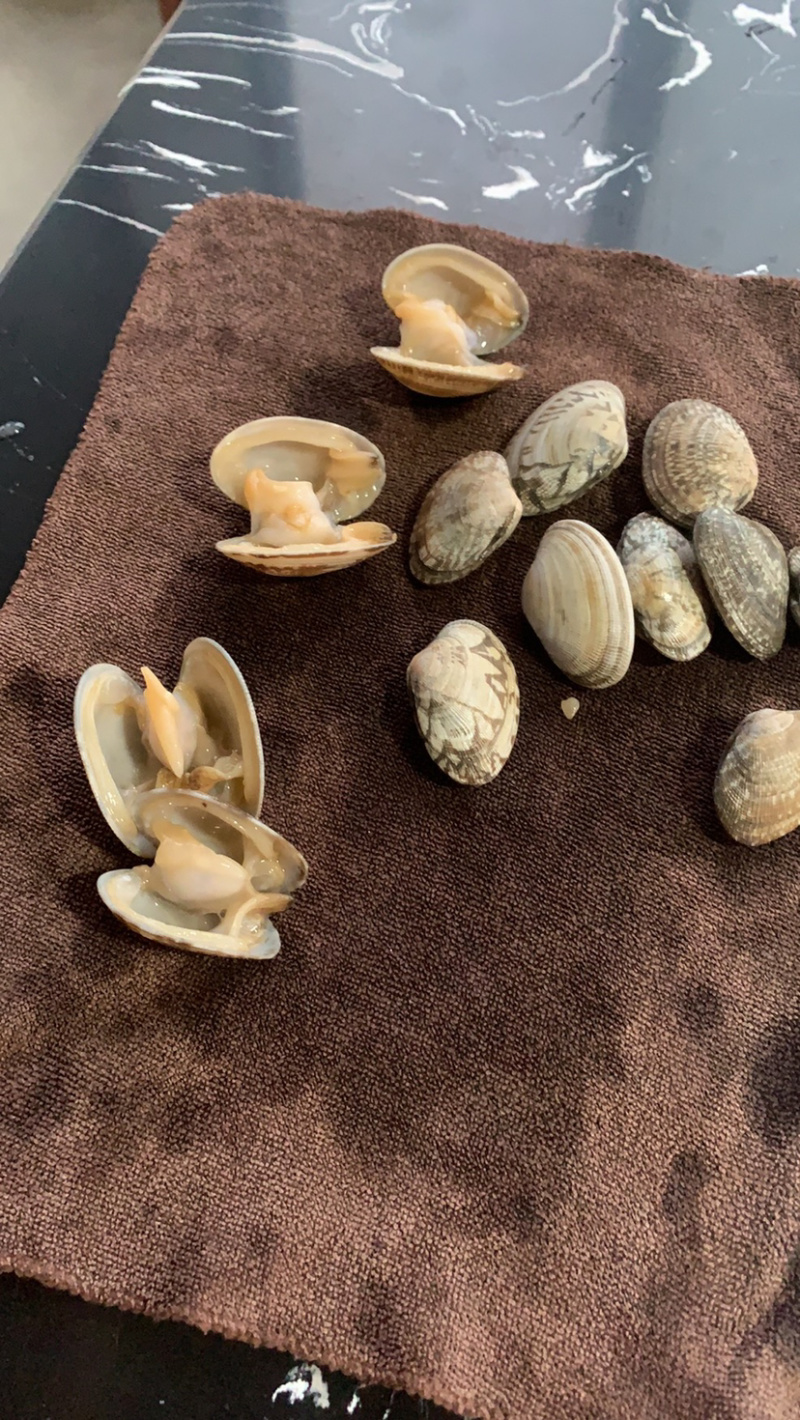 东港无沙减菌净化花蛤，专业贝类海水减菌净化设备净化