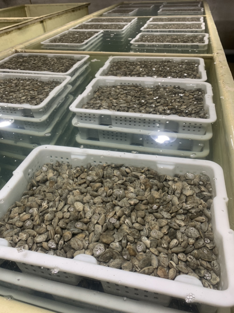 东港无沙减菌净化花蛤，专业贝类海水减菌净化设备净化