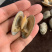 东港无沙减菌净化花蛤，专业贝类海水减菌净化设备净化