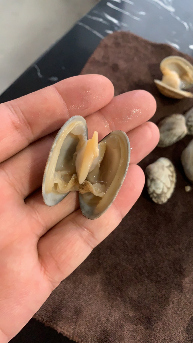 东港无沙减菌净化花蛤，专业贝类海水减菌净化设备净化