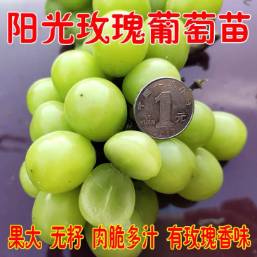阳光玫瑰嫁接葡萄苗根系发达现挖现卖包成活包结果
