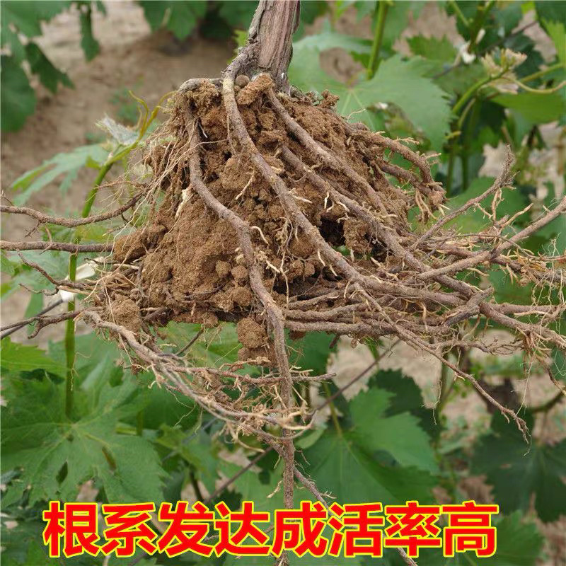阳光玫瑰嫁接葡萄苗根系发达现挖现卖包成活包结果