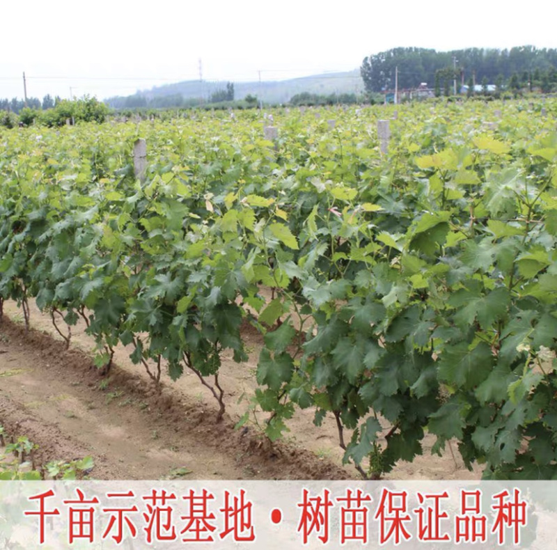 阳光玫瑰嫁接葡萄苗根系发达现挖现卖包成活包结果
