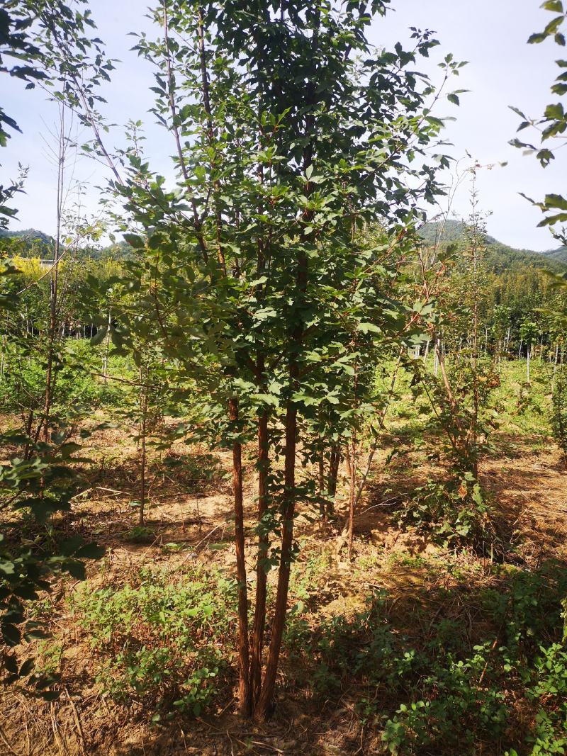 血皮槭/中华血皮槭河南嵩县彩叶花木专业供应