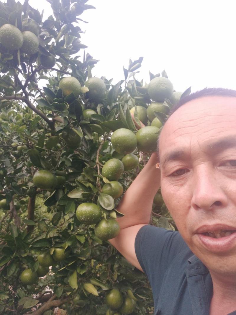 东江湖普早现在大量开始上市