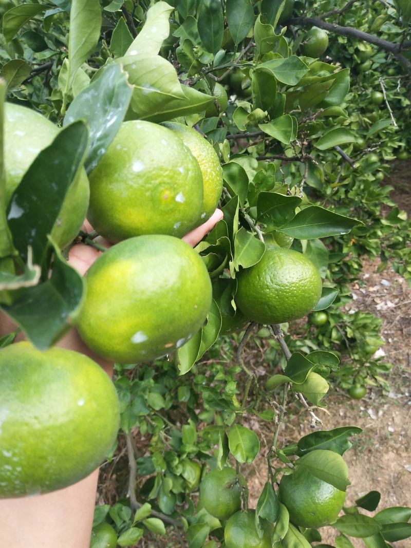 东江湖普早现在大量开始上市