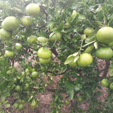 东江湖普早现在大量开始上市