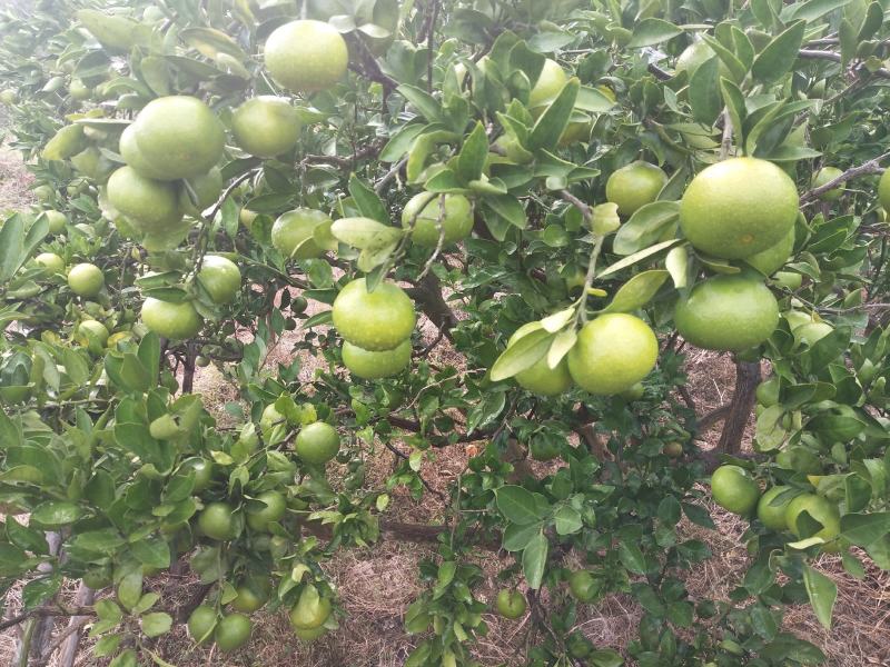 东江湖普早现在大量开始上市