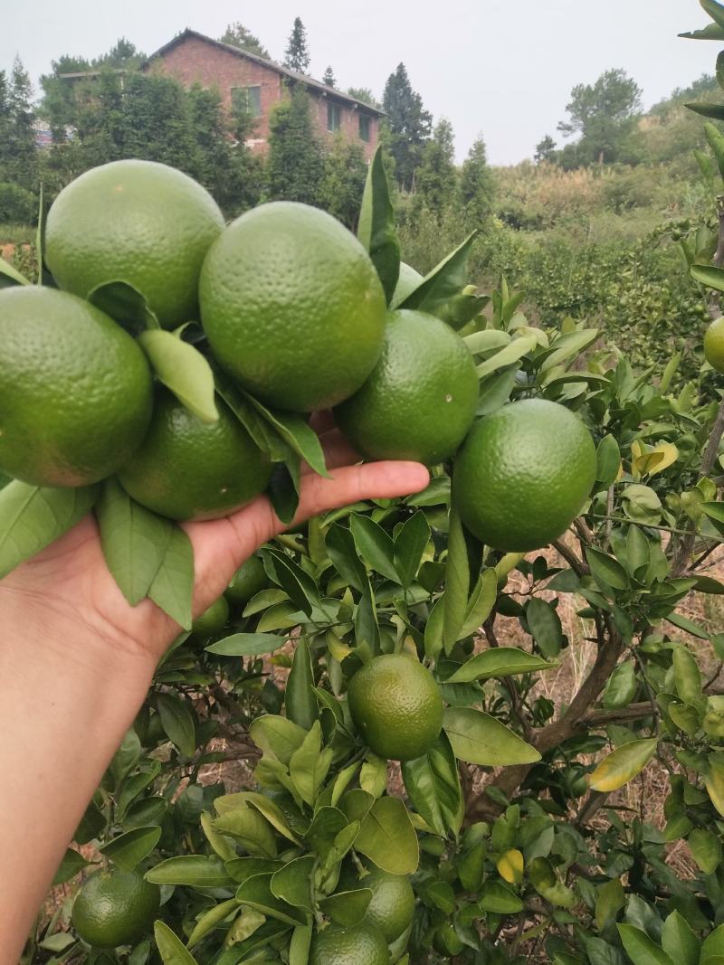 东江湖普早现在大量开始上市