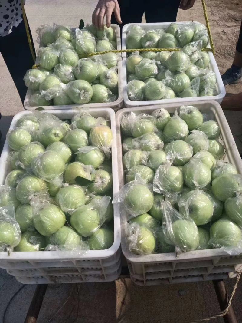 山东临沂费县膜袋黄元帅苹果大量上市