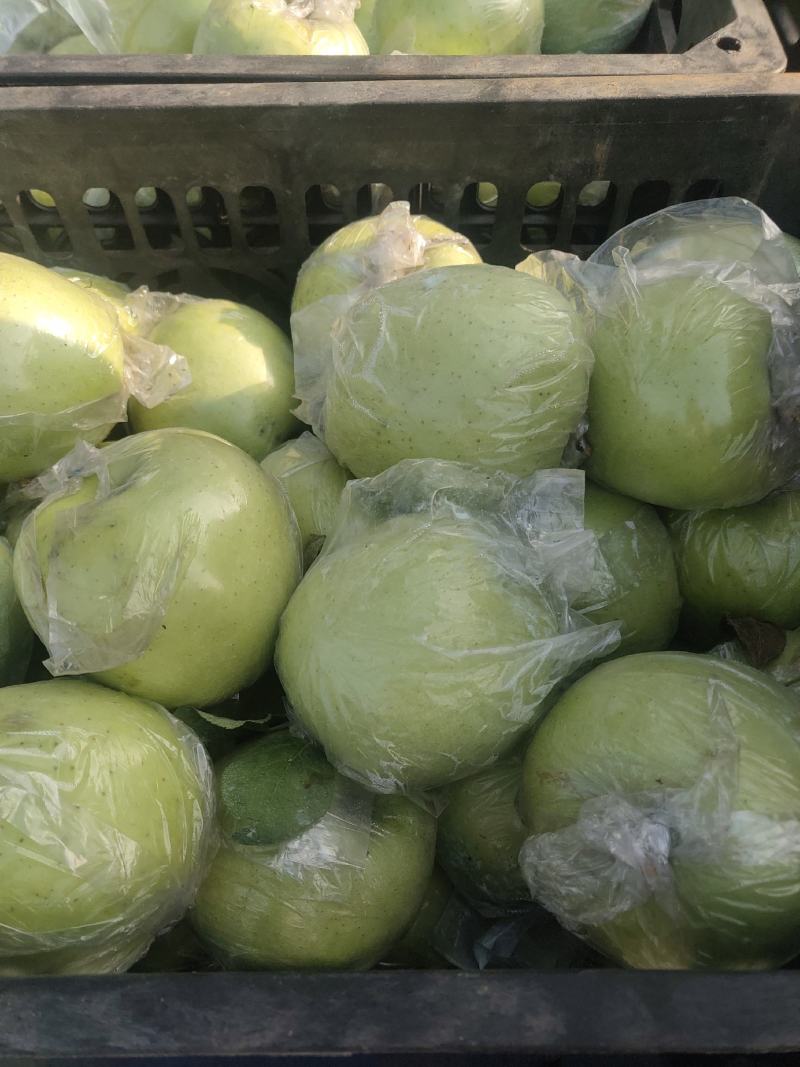 山东临沂费县膜袋黄元帅苹果大量上市