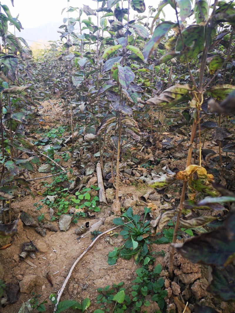 山茱萸产地供应1~3年苗50~80cm~1.5米50万