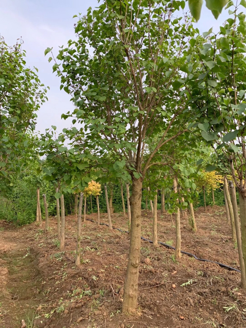 紫丁香，丛生丁香，8公分丁香，10公分丁香，丁香花