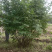 紫丁香，丛生丁香，8公分丁香，10公分丁香，丁香花