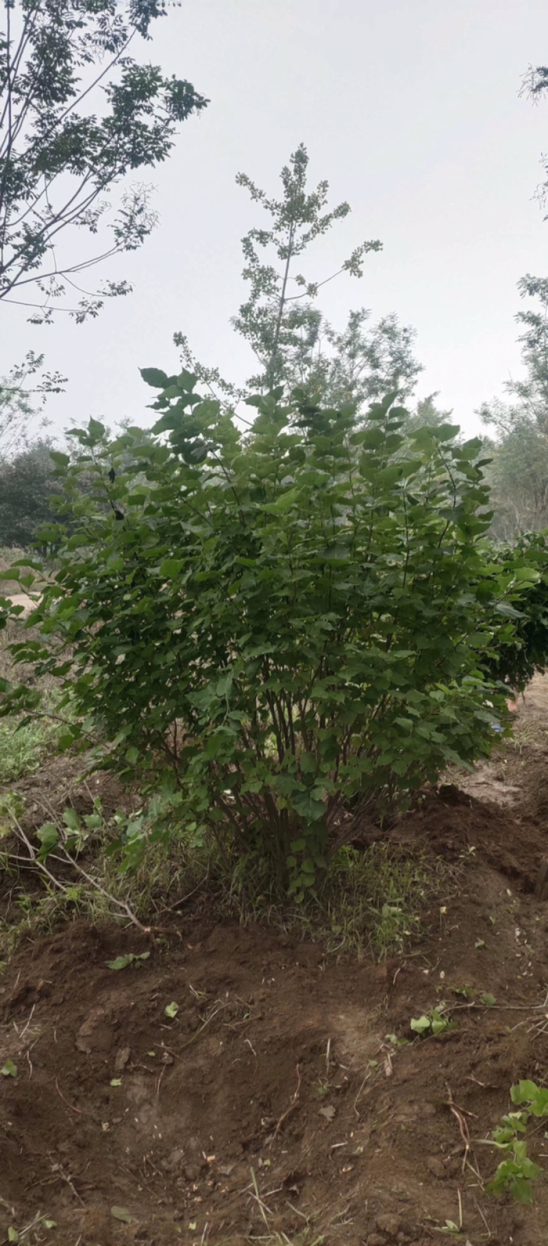 紫丁香，丛生丁香，8公分丁香，10公分丁香，丁香花