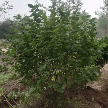 丛生丁香，独杆丁香，丛生丁香花，多分枝丁香，紫花丁香