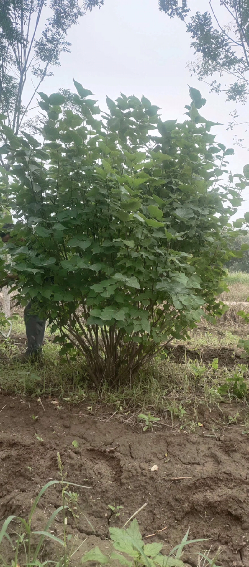 丛生丁香，独杆丁香，丛生丁香花，多分枝丁香，紫花丁香